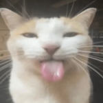 Profile picture of ADMIN <3